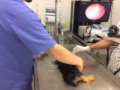 Onde Encontro Cirurgia de Cachorro Mauá - Cirurgia Catarata Veterinária