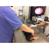 Cirurgia de Cachorro