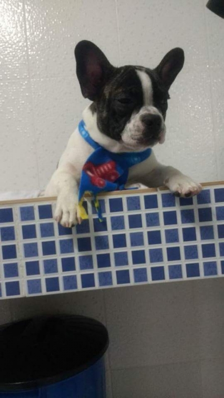 Vacinação para Cães São Bernardo do Campo - Vacina Hospital Veterinário