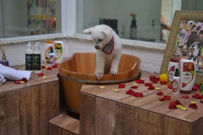Acupuntura Animal Rio Grande da Serra - Acupuntura em Cães com Artrose