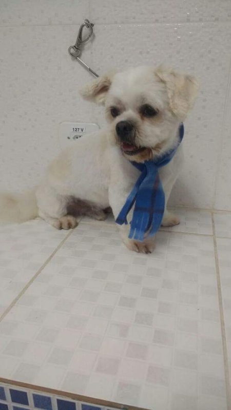 Consulta Veterinária Cães Itaquera - Consulta Veterinária para Cães