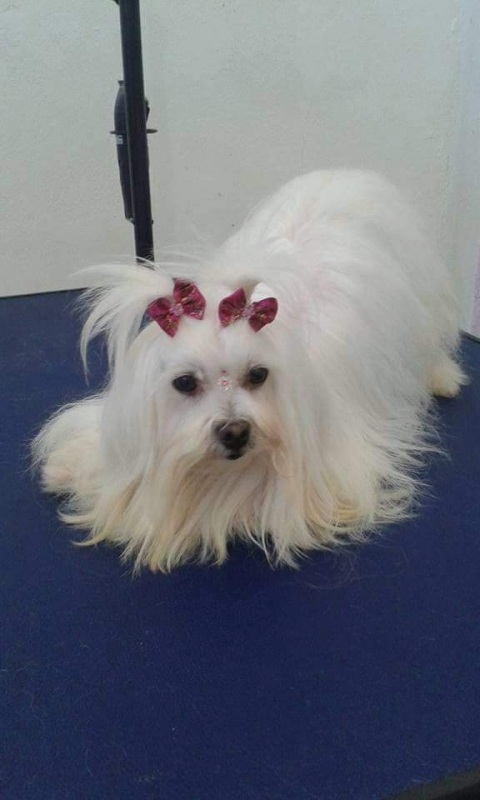 consulta-veterinaria-animais-de-estimacao