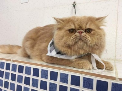 consulta-veterinaria-para-animais-de-estimacao