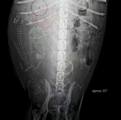 raio-x-veterinario