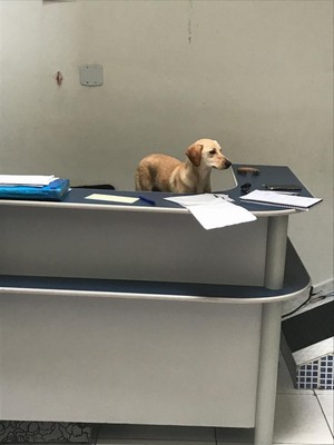 Onde Encontrar Hospital Veterinário Cães e Gatos Ribeirão Pires - Hospital 24h Veterinário