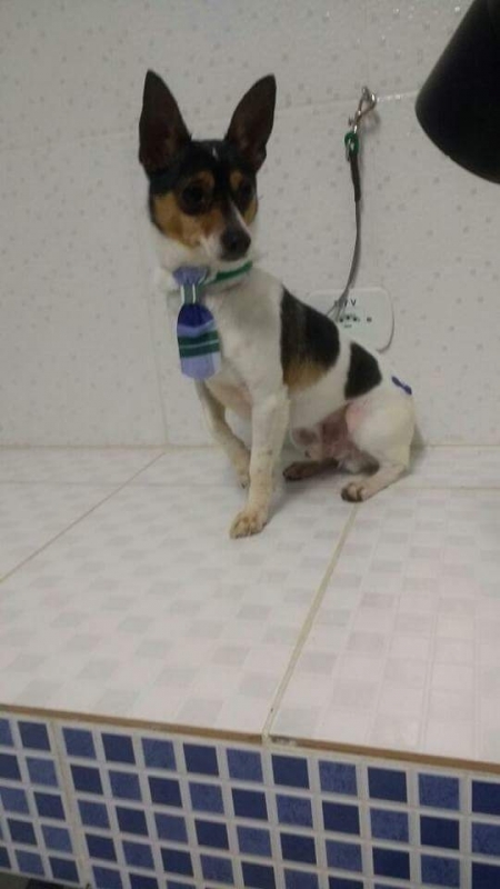 Onde Encontro Acupuntura Cães Animais Mauá - Acupuntura em Cães com Artrose