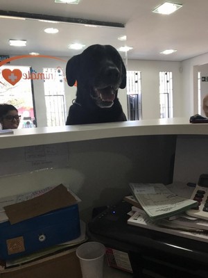 Onde Encontro Acupuntura em Cães com Hernia de Disco Ribeirão Pires - Acupuntura em Cães com Artrose