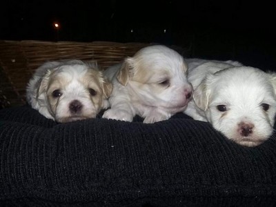 Onde Encontro Acupuntura para Animais São Caetano do Sul - Acupuntura em Cães com Artrose