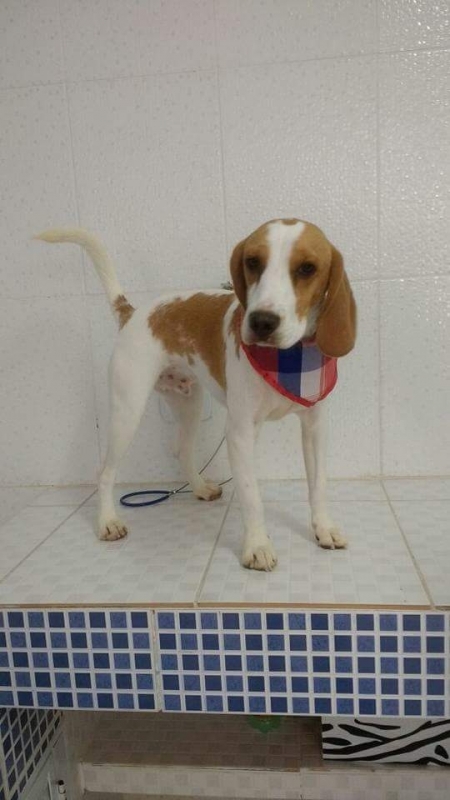 Onde Encontro Consulta Veterinária Cachorro Itaquera - Consulta Veterinária