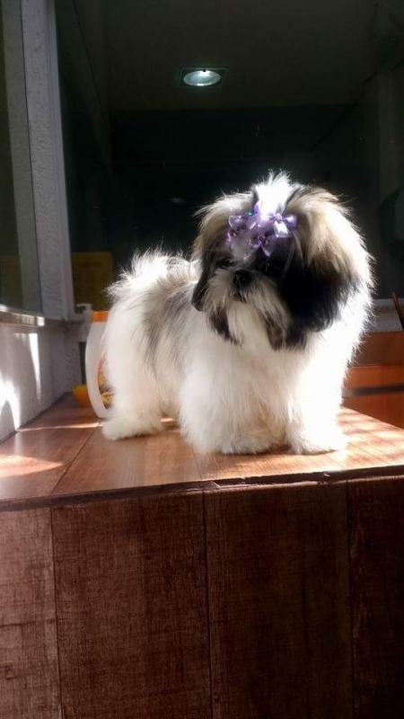 Onde Encontro Consulta Veterinária para Cães e Gatos Itaquera - Raio X Veterinário
