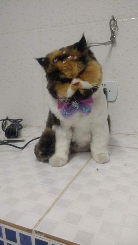 Onde Encontro Consulta Veterinário Gato Santo André - Consulta Veterinária para Cães