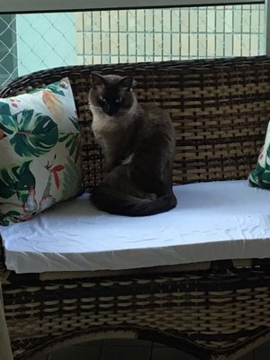Onde Encontro Hospital para Cães e Gatos Ribeirão Pires - Hospital para Animais
