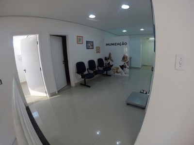 Onde Encontro Internação para Cães e Gatos Itaquera - Internação para Cães Idosos