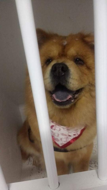 Onde Encontro Internação para Cães Diadema - Internação de Animais Doentes