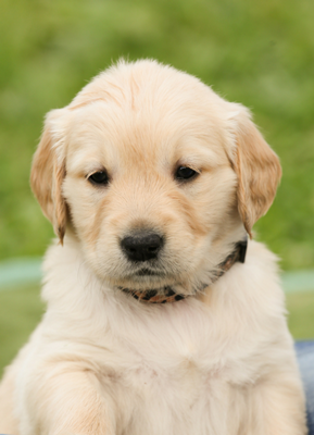 Onde Encontro Vacinação para Cachorro Filhote Santo André - Vacina Veterinária Importada