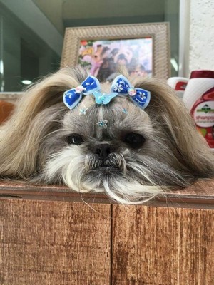 Onde Encontro Vacinação para Cães e Gatos Vila Prudente - Vacinação para Cães e Gatos