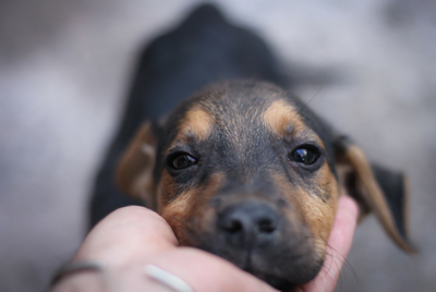 Onde Encontro Vacinar Animais contra Raiva Ribeirão Pires - Vacina Veterinária V8