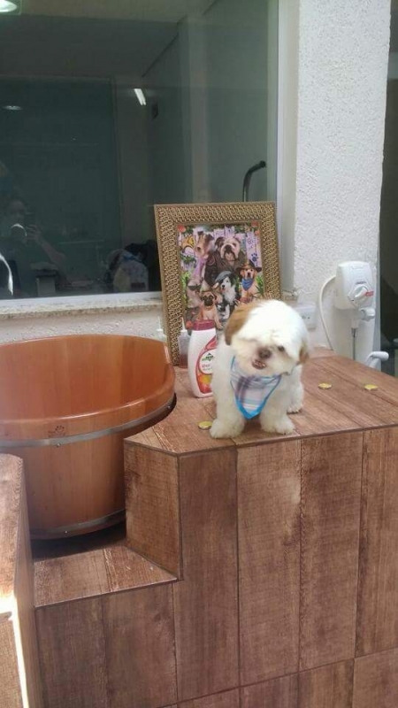 Quanto Custa Acupuntura Cães Animais Mooca - Acupuntura em Cães com Artrose