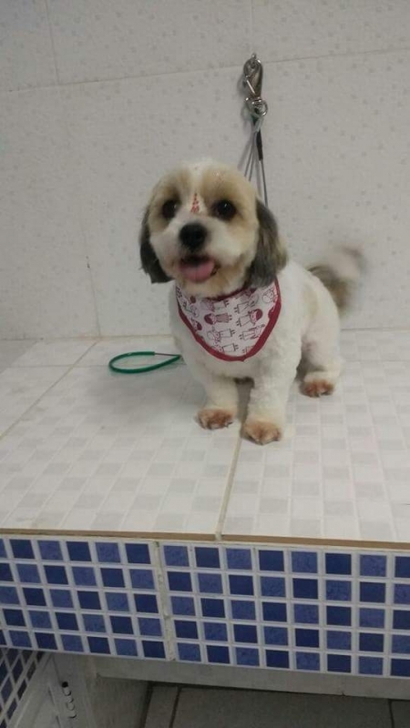 Quanto Custa Acupuntura em Cães com Artrose Mooca - Acupuntura de Animais