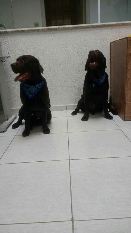 Quanto Custa Consulta Veterinária Cachorro Rio Grande da Serra - Consulta Veterinária Cães