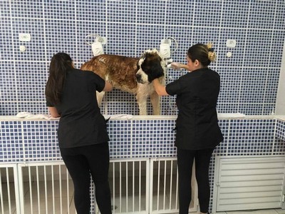 Quanto Custa Consulta Veterinária para Animais Idosos Diadema - Consulta Veterinária para Aves