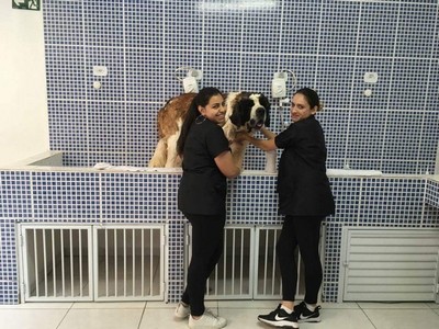 Quanto Custa Consulta Veterinária para Cães e Gatos Vila Prudente - Consulta Veterinária para Cães