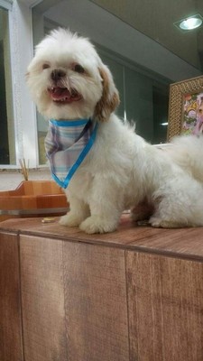 Quanto Custa Consulta Veterinária para Cães Vila Prudente - Consulta Veterinária para Cães