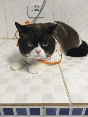 Quanto Custa Internação para Gatos São Caetano do Sul - Internação para Cães e Gatos