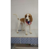 acupuntura cães animais Santo André