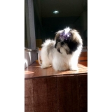 acupuntura cães coluna Mauá
