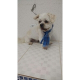 acupuntura de animais Vila Prudente