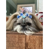 acupuntura de cães Tatuapé