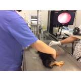 acupuntura em cães com hernia de disco São Caetano do Sul