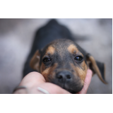 Acupuntura em Cães com Hernia de Disco