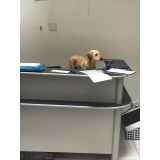 clínica veterinária para cães Santo André