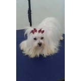 Consulta Veterinária Animais de Estimação