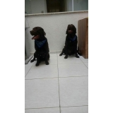 Consulta Veterinária Cachorro