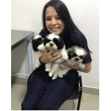 Consulta Veterinária para Cães