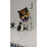 Consulta Veterinário Gato
