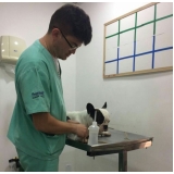 oftalmologia veterinária São Bernardo do Campo