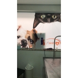 onde encontrar hospital veterinário Ribeirão Pires