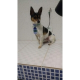 onde encontro acupuntura cães animais Mooca