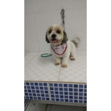 onde encontro acupuntura de cães São Bernardo do Campo