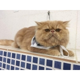 onde encontro acupuntura em animais Ribeirão Pires