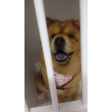 onde encontro acupuntura em cães com cinomose Ribeirão Pires