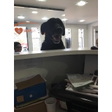 onde encontro clínica veterinária para cães Tatuapé