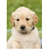 onde encontro vacinação para cachorro filhote Itaquera