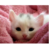 onde encontro vacinação para gatos Mauá