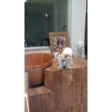 quanto custa acupuntura cães animais Mooca