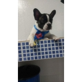 quanto custa acupuntura cães coluna Mauá